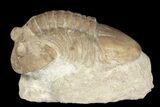Bargain, Asaphus Plautini Trilobite - Russia #188865-1